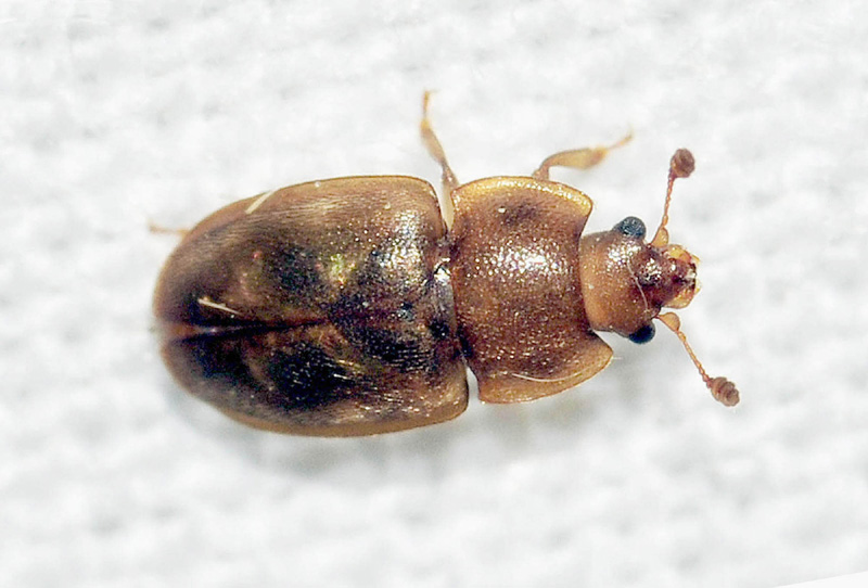 Nitidulidae, cfr. Epuraea guttata